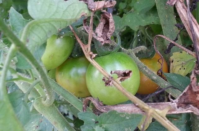 maters for lunch at southside