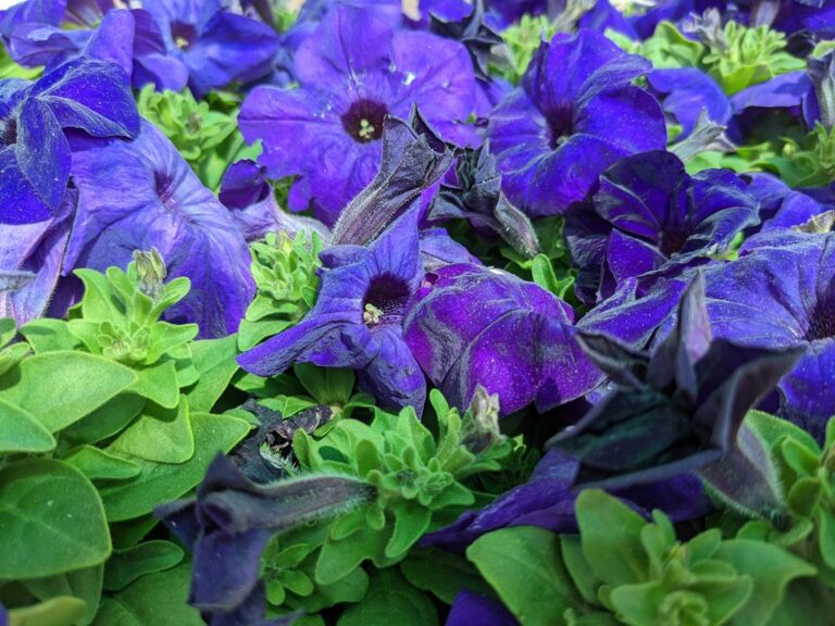 plants-from-southside-1