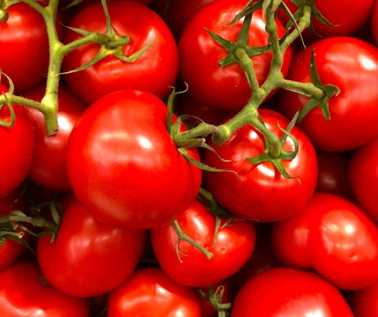 Tomato Plants In All Varieties    