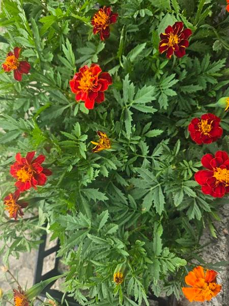marigolds