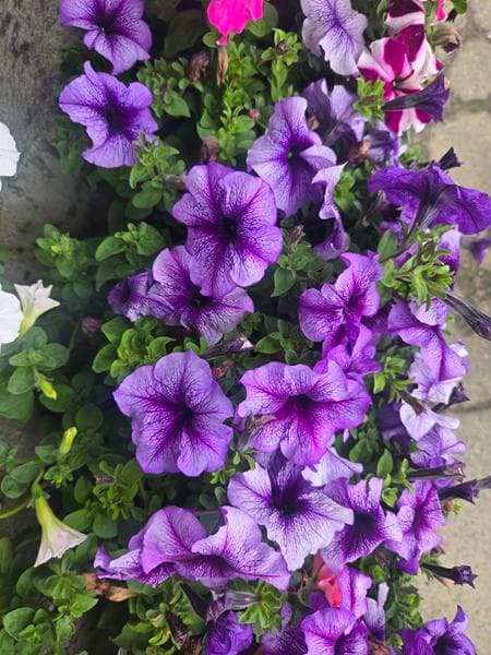 petunias